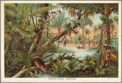 E84 - Tropical Zone.
