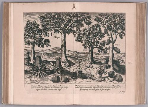 E99 - View: Divers fruicts des Indes, comme Ananas, Iabos, Mangas, Cajus & Iaquas.