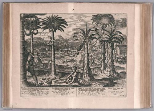 E99 - View: Palmier des Indes portant les cocos: en semble le Figuier.