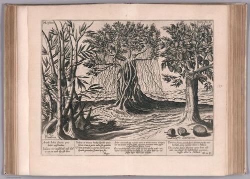 E99 - View: L'Arbre de Rays ou Rancines, item le Bambus & Durions.