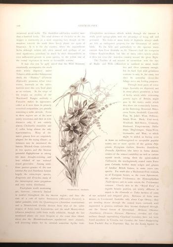  E188 – Picturesque Australia 1888 – 0167