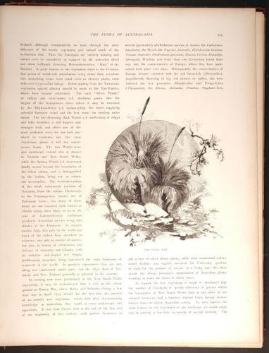  E188 – Picturesque Australia 1888 – 0174