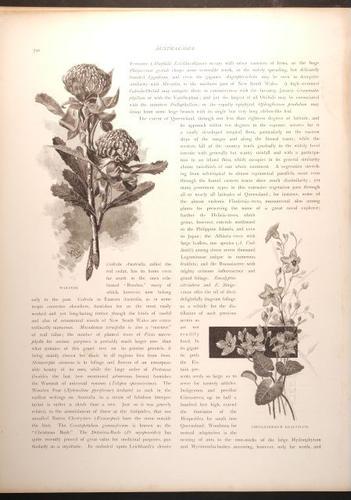  E188 – Picturesque Australia 1888 – 0175