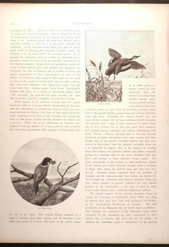  E188 – Picturesque Australia 1888 – 0179