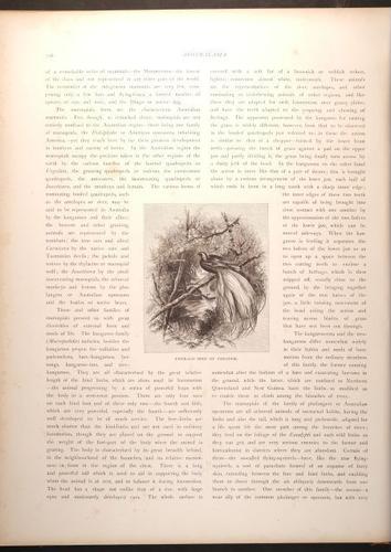  E188 – Picturesque Australia 1888 – 0181