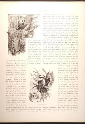  E188 – Picturesque Australia 1888 – 0183