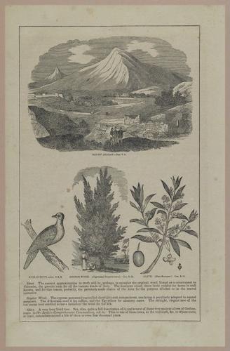 E250 - Illustrations of the Holy Scriptures  19th Century - 2153