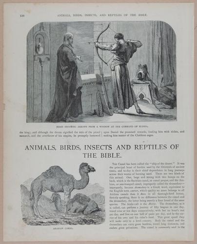 E251 - Pictorial Family Bible - 19th Century - i2586