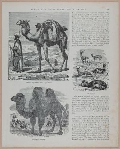 E251 - Pictorial Family Bible - 19th Century - i2587