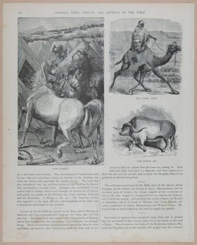 E251 - Pictorial Family Bible - 19th Century - i2588