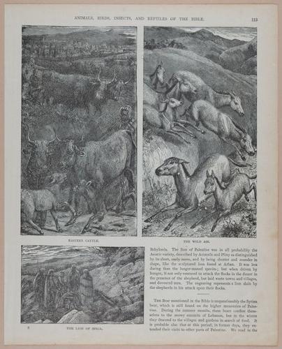 E251 - Pictorial Family Bible - 19th Century - i2589