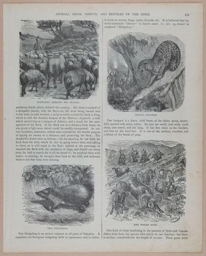 E251 - Pictorial Family Bible - 19th Century - i2591