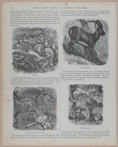 E251 - Pictorial Family Bible - 19th Century - i2592