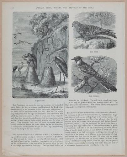 E251 - Pictorial Family Bible - 19th Century - i2594