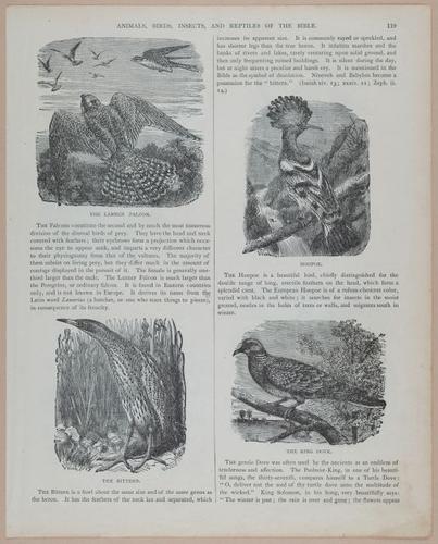 E251 - Pictorial Family Bible - 19th Century - i2595