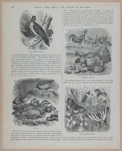 E251 - Pictorial Family Bible - 19th Century - i2596
