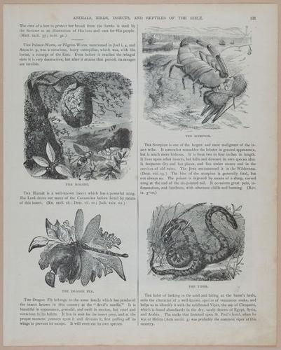E251 - Pictorial Family Bible - 19th Century - i2597
