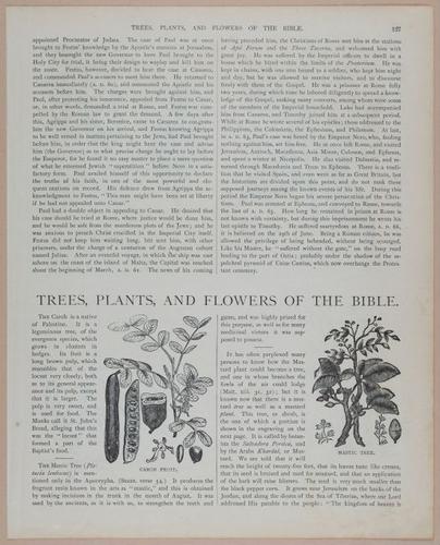 E251 - Pictorial Family Bible - 19th Century - i2603