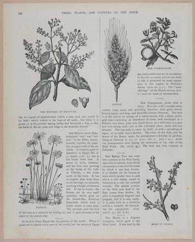 E251 - Pictorial Family Bible - 19th Century - i2604