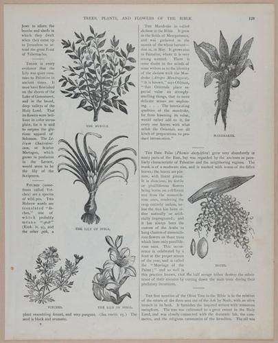 E251 - Pictorial Family Bible - 19th Century - i2605