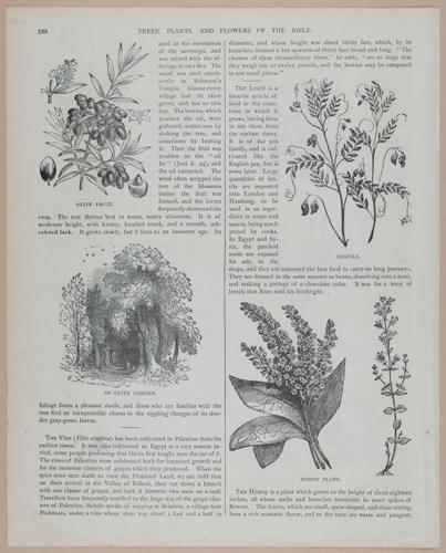 E251 - Pictorial Family Bible - 19th Century - i2606