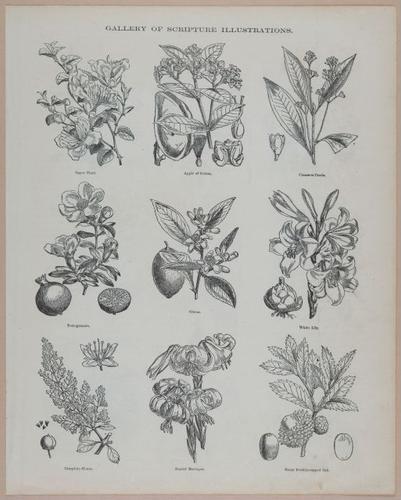 E251 - Pictorial Family Bible - 19th Century - i2613