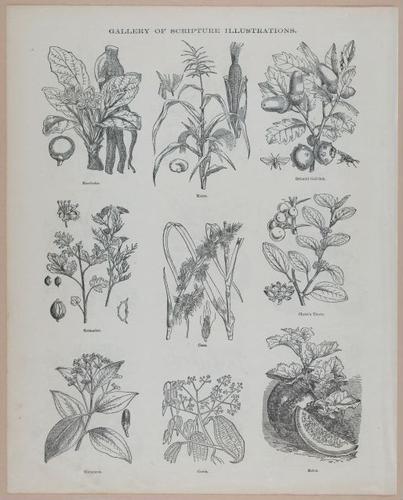 E251 - Pictorial Family Bible - 19th Century - i2614