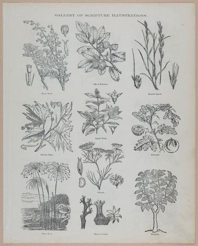 E251 - Pictorial Family Bible - 19th Century - i2615