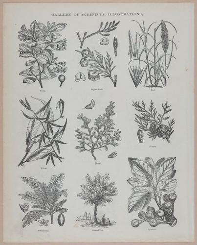 E251 - Pictorial Family Bible - 19th Century - i2616