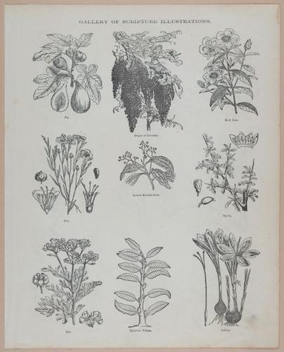E251 - Pictorial Family Bible - 19th Century - i2617