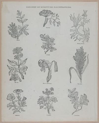 E251 - Pictorial Family Bible - 19th Century - i2618