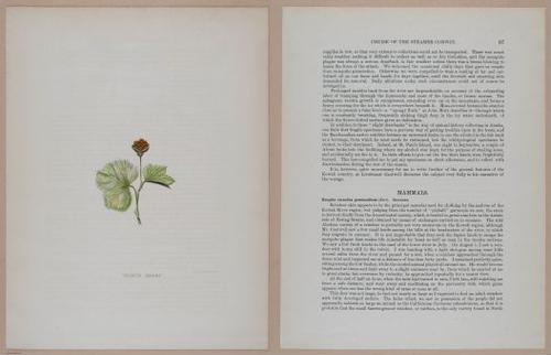 E266 - Report of the Cruise of the Steamer Corwin in the Arctic Ocean - 1885 - 4110-4111