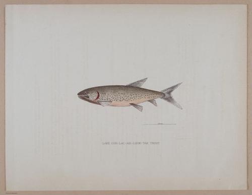E266 - Report of the Cruise of the Steamer Corwin in the Arctic Ocean - 1885 - 4119
