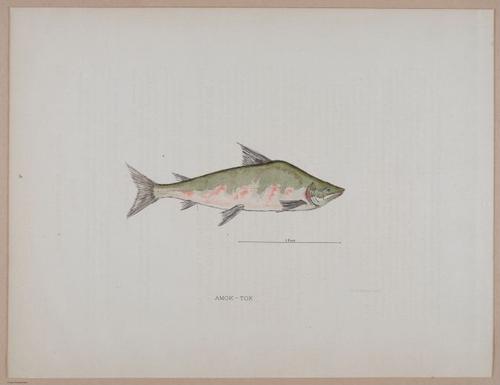 E266 - Report of the Cruise of the Steamer Corwin in the Arctic Ocean - 1885 - 4122