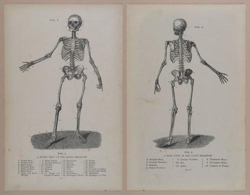 E309 - Anatomical Atlas - 8088-8089