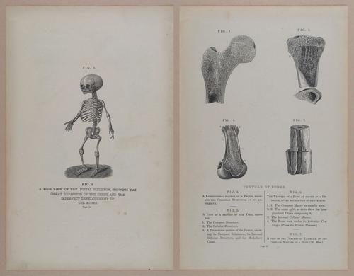 E309 - Anatomical Atlas - 8090-8091