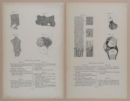 E309 - Anatomical Atlas - 8092-8093