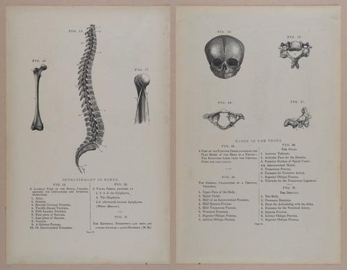 E309 - Anatomical Atlas - 8094-8095