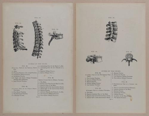 E309 - Anatomical Atlas - 8096-8097