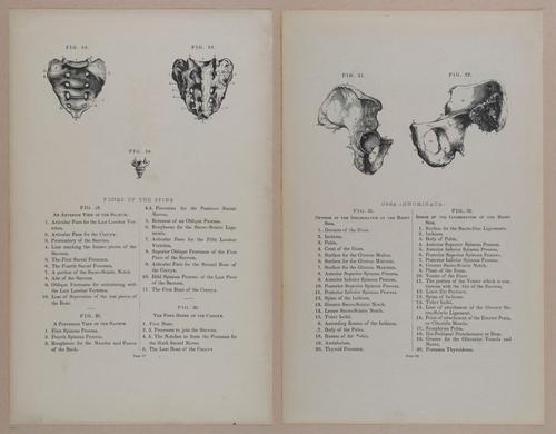 E309 - Anatomical Atlas - 8098-8099