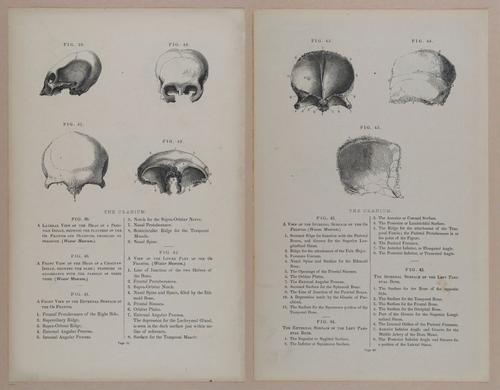 E309 - Anatomical Atlas - 8102-8103