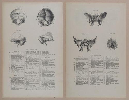 E309 - Anatomical Atlas - 8104-8105