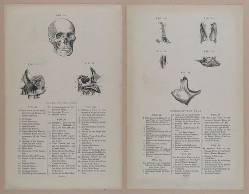 E309 - Anatomical Atlas - 8106-8107