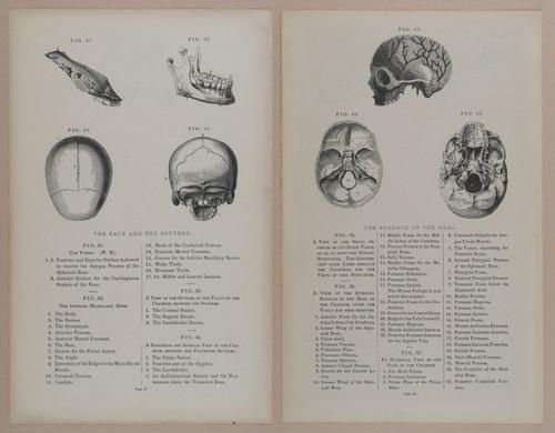 E309 - Anatomical Atlas - 8108-8109