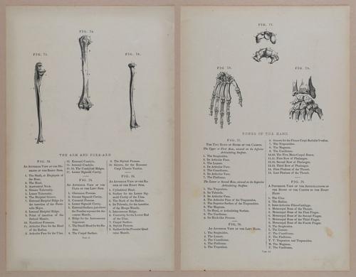 E309 - Anatomical Atlas - 8112-8113