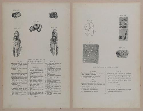 E309 - Anatomical Atlas - 8116-8117