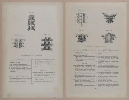 E309 - Anatomical Atlas - 8120-8121