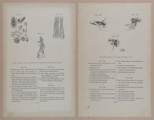 E309 - Anatomical Atlas - 8118-8119