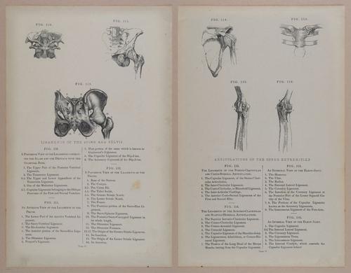 E309 - Anatomical Atlas - 8122-8123