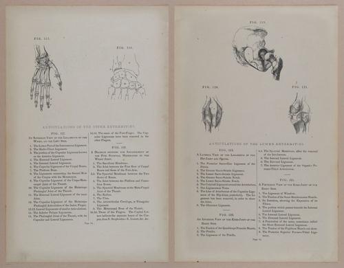 E309 - Anatomical Atlas - 8124-8125